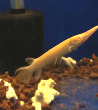 Load image into Gallery viewer, Albino Golden Alligator Gar (Atractosteus spatula)