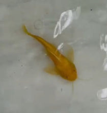 Load image into Gallery viewer, Albino Greshoffi Synodontis (Synodontis greshoffi)