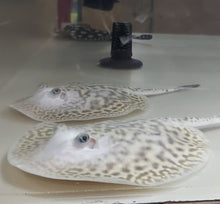 Load image into Gallery viewer, White Tiger Panda Pearl Stingray (Potamotrygon jabuti)