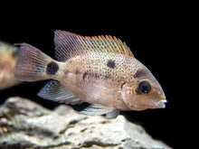 Load image into Gallery viewer, Silver Cichlid (Vieja argentea)