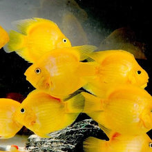 Load image into Gallery viewer, Yellow Ingot Parrot Fish Cichlid (Cichlasoma sp)
