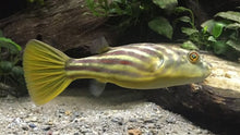 Load image into Gallery viewer, Fahaka Puffer Fish (Tetraodon lineatus)