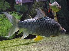Load image into Gallery viewer, Lemon Fin Barb (Hypsibarbus wetmorei)