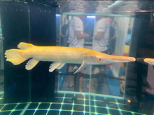 Load image into Gallery viewer, Albino Golden Alligator Gar (Atractosteus spatula)