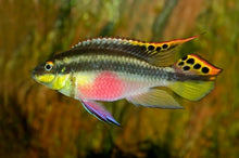 Load image into Gallery viewer, Nigerian Red Kribensis Cichlid (Pelvicachromis taeniatus)