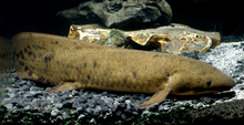 Load image into Gallery viewer, Australian Lungfish (Neoceratodus forsteri)