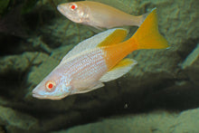 Load image into Gallery viewer, Albino Jumbo Kitumba Cichlid (Cyprichromis Leptosoma)
