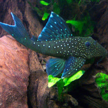 Load image into Gallery viewer, L128 Blue Phantom Pleco (Hemiancistrus sp)