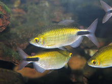 Load image into Gallery viewer, African Aleste Longfin Tetra (Brycinus longipinnis)