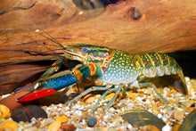 Load image into Gallery viewer, Giant Australian Redclaw Crayfish (Cherax quadricarinatus)
