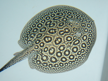 Load image into Gallery viewer, Pearl Freshwater Stingray (Potamotrygon jabuti)
