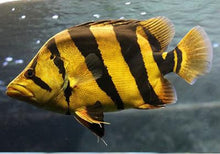 Load image into Gallery viewer, Siamese Tiger Fish (Datnioides pulcher)
