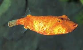 Congo Puffer Fish (Tetraodon miurus)