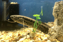 Load image into Gallery viewer, Marbled African Lungfish (Protopterus aethiopicus)