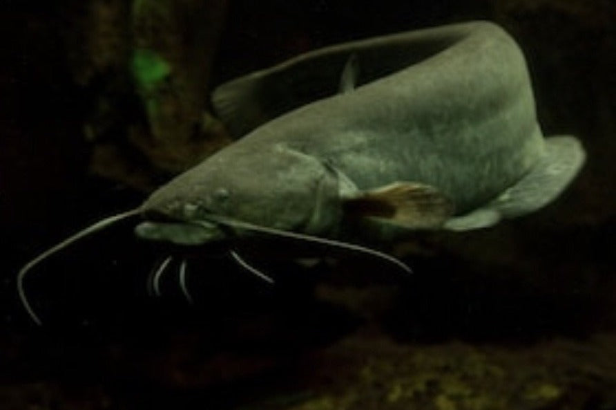 Chinese Wels Catfish (Silurus merdionalis) – Predatory Fins