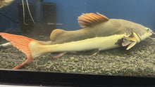 Load image into Gallery viewer, Redtail Catfish (Phractocephalus hemioliopterus)
