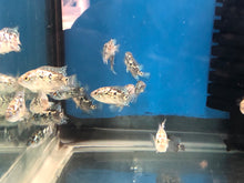 Load image into Gallery viewer, Electric Blue Jack Dempsey Cichlid (Rocio octofasciata)