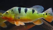 Load image into Gallery viewer, Wild Mono Peacock Bass (Cichla monoculus )