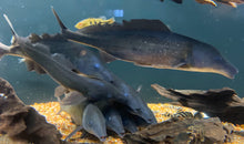 Load image into Gallery viewer, Freshwater Dolphin Fish (Mormyrus longirostris)
