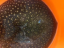 Load image into Gallery viewer, Otorongo Stingray Potamotrygon Castexi