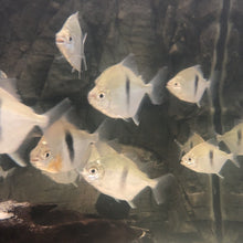 Load image into Gallery viewer, Wide Bar Silver Dollar (Myleus schomburgkii)