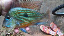 Load image into Gallery viewer, Sveni Eartheater Cichlid (Geophagus sveni)
