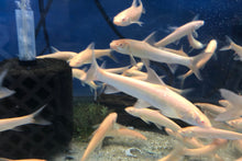 Load image into Gallery viewer, albino aral barbel Luciobarbus brachycephalus