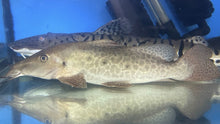 Load image into Gallery viewer, Giraffe Catfish (Auchenoglanis occidentalis)