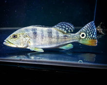 Load image into Gallery viewer, Azul Peacock Bass (Cichla piquiti)

