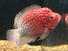 Load image into Gallery viewer, Golden Base Flowerhorn Cichlid (Cichlasoma sp)