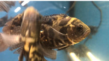 Load image into Gallery viewer, Longfin / Veiltail Tiger Oscar Cichlid (Astronotus ocellatus)