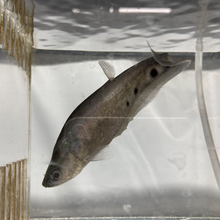 Load image into Gallery viewer, Clown Knifefish (Chitala ornata)