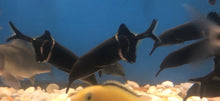Load image into Gallery viewer, Elephantnose Fish (Gnathonemus petersii)
