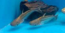 Load image into Gallery viewer, Iridescent Shark (Pangasianodon hypophthalmus)