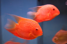 Load image into Gallery viewer, Super Red Severum (Heros severus)