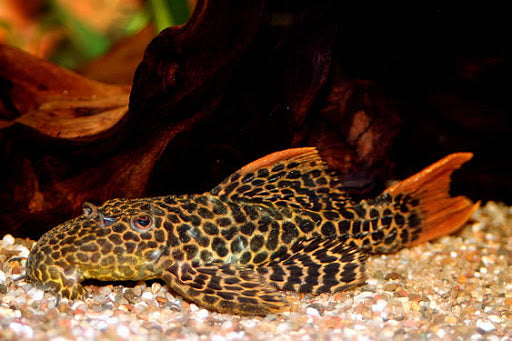 L114 Redtail Leopard Pleco (Pseudacanthicus leopardus)