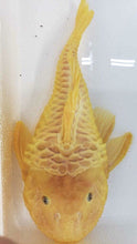 Load image into Gallery viewer, L056 Yellow Rubber Pleco (Parancistrus aurantiacus)
