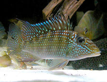 Load image into Gallery viewer, Geophagus Jurupari Cichlid (Satanoperca jurupari)