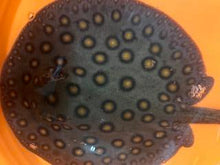 Load image into Gallery viewer, Motoro Stingray (Potamotrygon motoro)