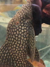 Load image into Gallery viewer, L330 Watermelon Royal Pleco (Panaque nigrolineatus laurafabianae)