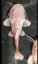 Load image into Gallery viewer, Phantom Redtail Catfish