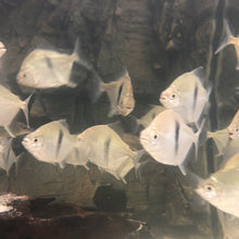 Load image into Gallery viewer, Wide Bar Silver Dollar (Myleus schomburgkii)