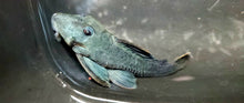 Load image into Gallery viewer, L239 Blue Panaque Pleco (Baryancistrus beggini)
