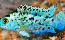 Load image into Gallery viewer, Electric Blue Jack Dempsey Cichlid (Rocio octofasciata)