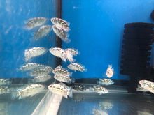 Load image into Gallery viewer, Electric Blue Jack Dempsey Cichlid (Rocio octofasciata)