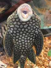 Load image into Gallery viewer, L330 Watermelon Royal Pleco (Panaque nigrolineatus laurafabianae)