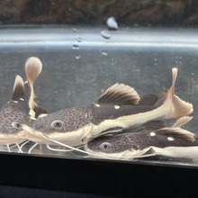 Load image into Gallery viewer, Redtail Catfish (Phractocephalus hemioliopterus)