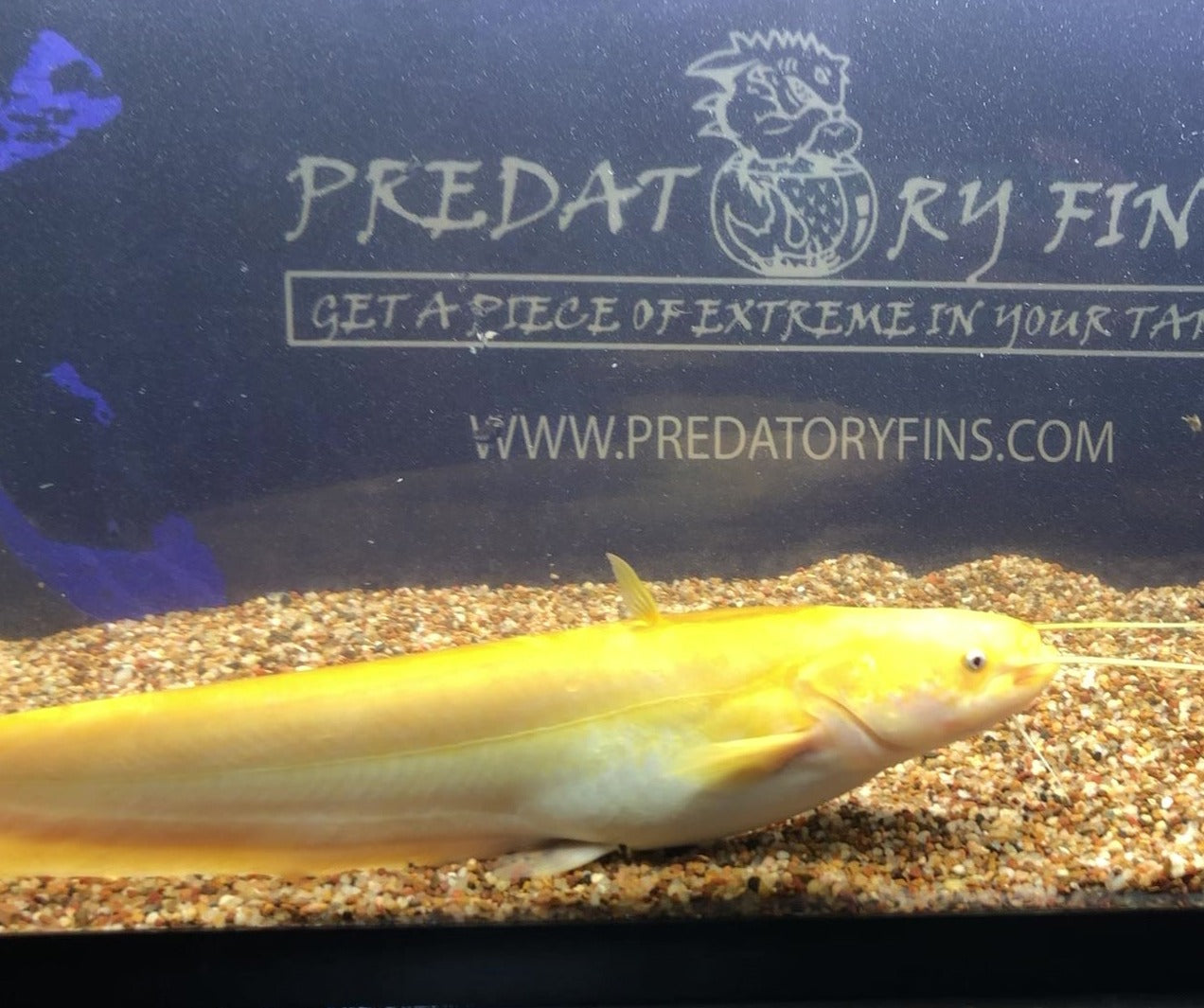 Golden Chinese Wels Catfish (Silurus merdionalis) – Predatory Fins