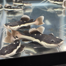 Load image into Gallery viewer, Redtail Catfish (Phractocephalus hemioliopterus)