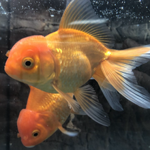 Load image into Gallery viewer, Oranda Goldfish (Carassius auratus)